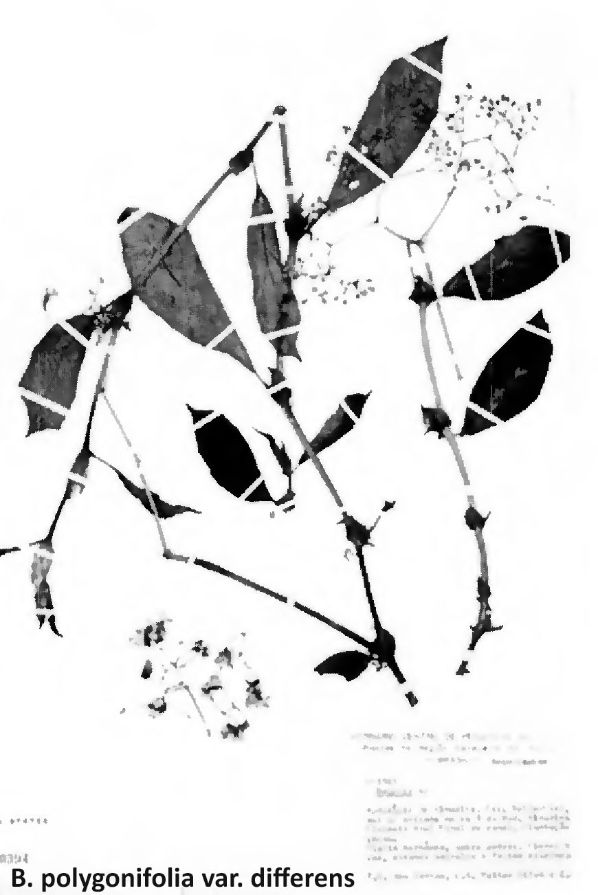 B. polygonifolia var. differens